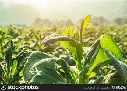 Tobacco Agriculture plant field with countryside beautiful mountain hill background.