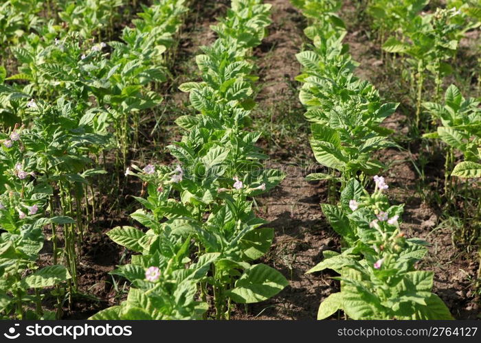 Tobacco farm.