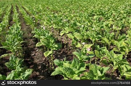 Tobacco farm.
