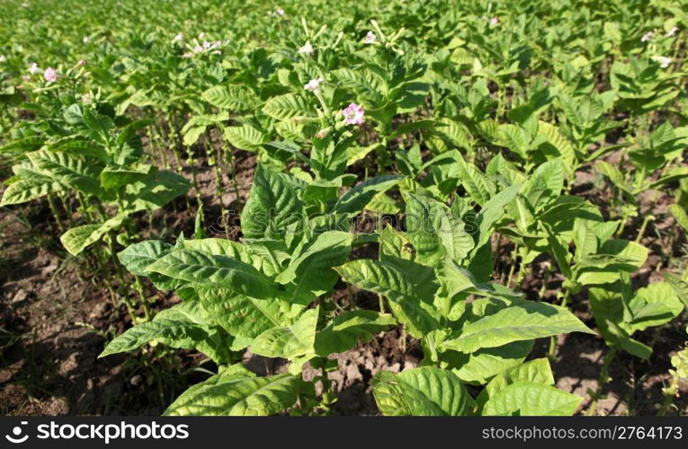 Tobacco farm.