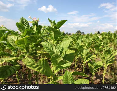 Tobacco farm.