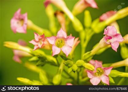 tobacco flower in summertime