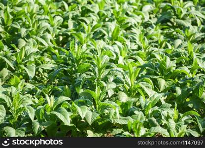 Tobacco leaf plant growing in the farm agriculture in asian and young green tobacco leaves plantation in the tobacco field background