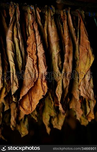 Tobacco Leaves Hanging in Cigar Factory