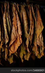 Tobacco Leaves Hanging in Cigar Factory