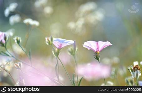 tobacco pink flowers lighted by rays of sun on field
