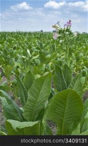 Tobacco plantation. Blossomed tobacco on blue sky background