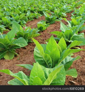 Tobacco plantation in a field