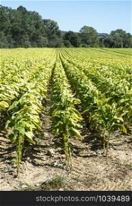 Tobacco plantation in rows. Growing tobacco leaves industrially. Sunlight.