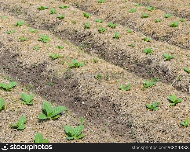 Tobacco plants growing in a field in Thailand