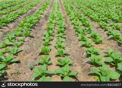 Tobacco plants growing in a field in Thailand