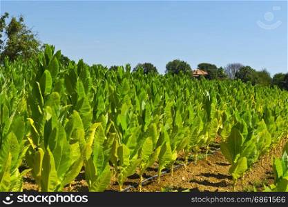 Tobbaco plantation in Tuscany. Italy is the most important tobacco producing country in Europe.