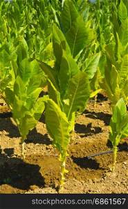 Tobbaco plantation in Tuscany. Italy is the most important tobacco producing country in Europe.