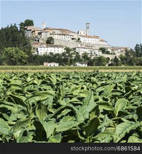 Tobbaco plantation on the background of the small city of Monterchi in eastern Tuscany. Italy is the most important tobacco producing country in Europe.