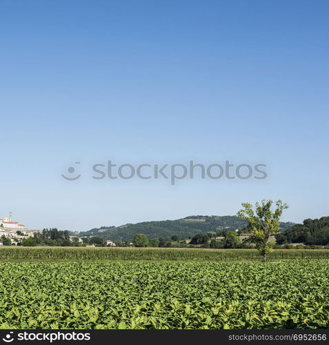 Tobbaco plantation on the background of the small city of Monterchi in eastern Tuscany. Italy is the most important tobacco producing country in Europe.