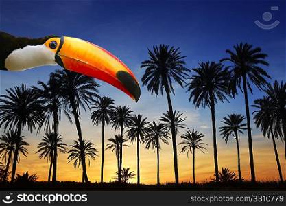 toco toucan bird from Brazil in tropical palm tree sunset sky