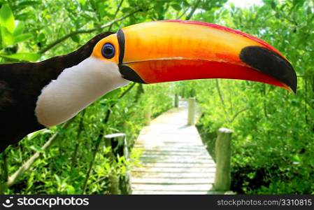 Toco toucan in mangrove tropical jungle Brazilian bird