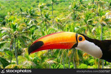 Toco toucan in Palm tree tropical jungle Brazilian bird