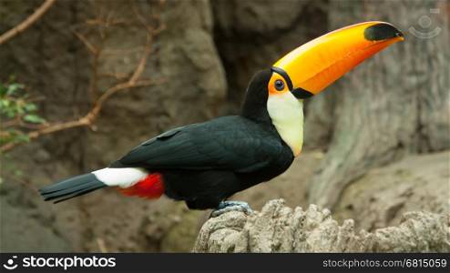 Toco Toucan is sitting on a rock