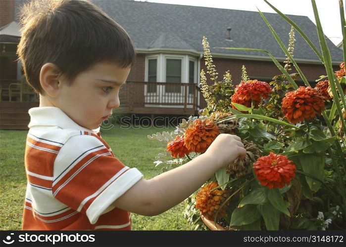 Toddler boy examining pot of flowers.