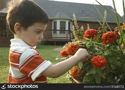 Toddler boy examining pot of flowers.