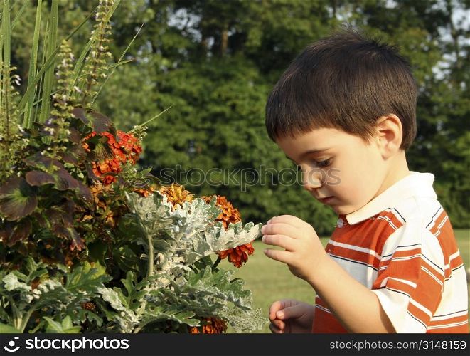 Toddler boy looking at flowers.