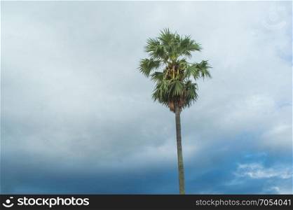 toddy palm tree on sky background
