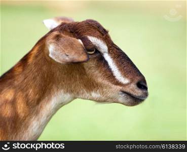 Toggenburg hornless goat