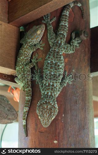 Tokay gecko clawing over the wood pole, close-up of Reptiles in the homes of the tropics