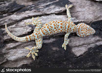 Tokay gecko clings into a tree on green blurred background