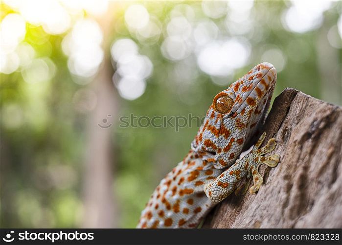Tokay gecko clings into a tree on green blurred background