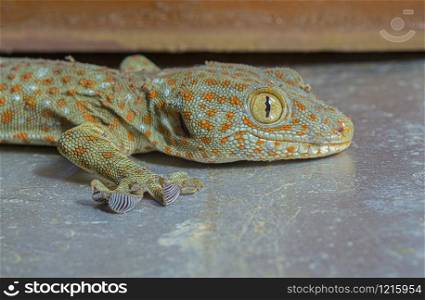 Tokay Gecko closeup of head, Assam, India
