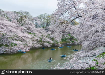 Tokyo, Japan - March 24, 2013: Chidorigafuchi park during the spring season this area is popular sakura spot at Tokyo, Japan.