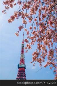 Tokyo Tower wtih spring cherry blossom time