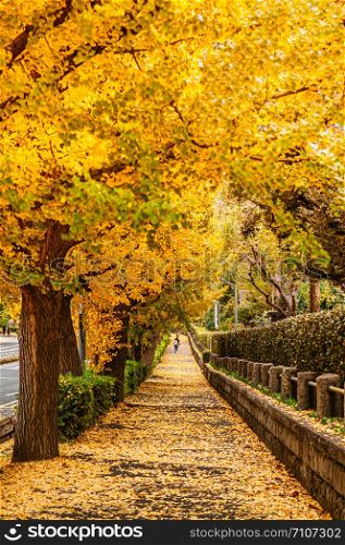 Tokyo yellow ginkgo tree tunnel near Jingu gaien avanue in autumn. Famous attraction in November and December