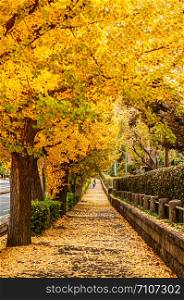 Tokyo yellow ginkgo tree tunnel near Jingu gaien avanue in autumn. Famous attraction in November and December