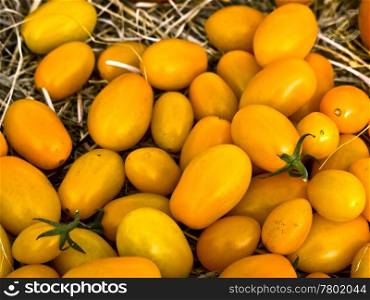 Tomaten-gelb. yellow tomatoes and straw on the market