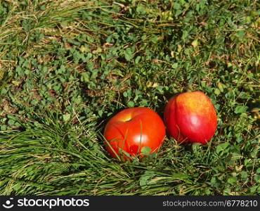 Tomato and peach on a grass