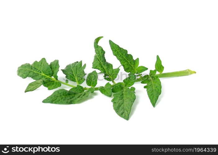 tomato branch with green leaves isolated on white background, close up