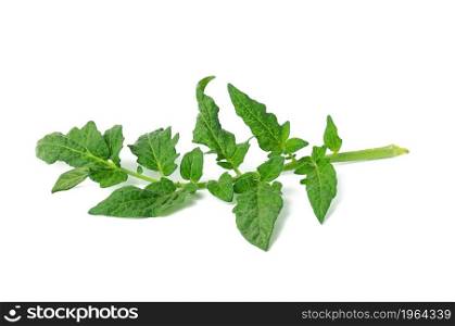 tomato branch with green leaves isolated on white background, close up