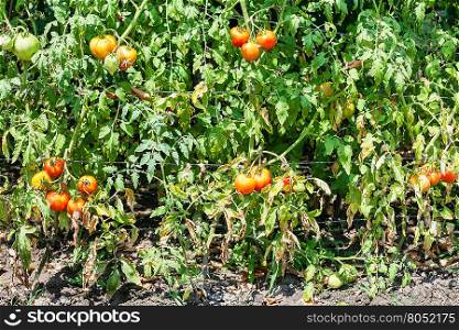 tomato bushes with fruits in vegetable garden in summer day