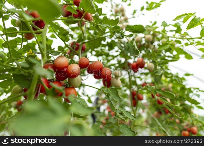 Tomato cultivation in greenhouses