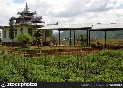 Tomato field in the buddhist monastery, Inle lake, Myanmar