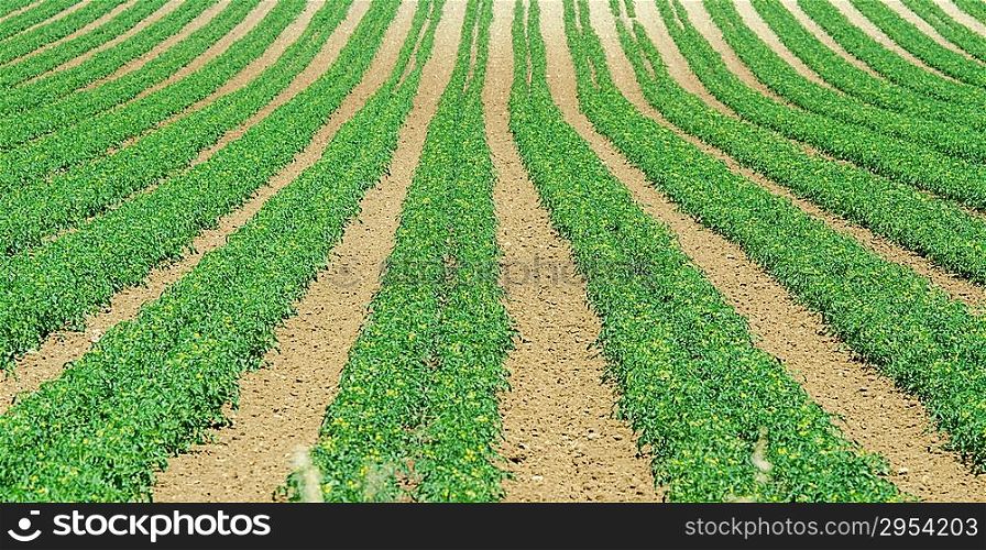 Tomato field on bright summer day