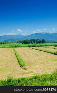 Tomato field on bright summer day