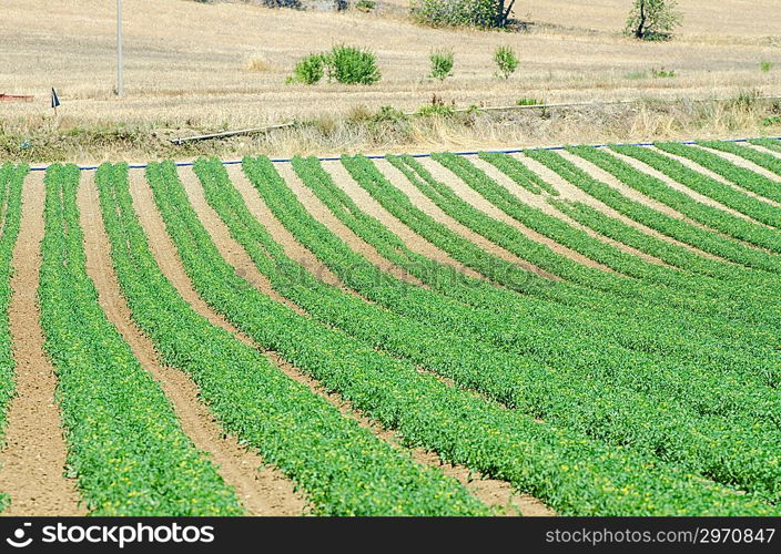 Tomato field on bright summer day