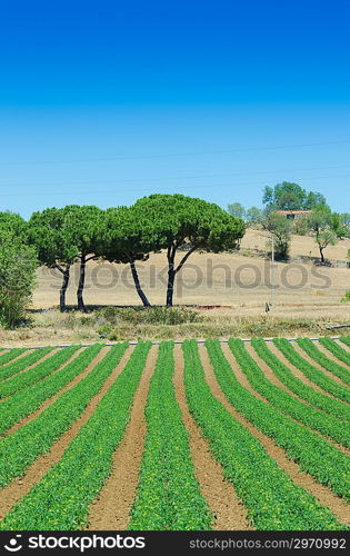 Tomato field on bright summer day