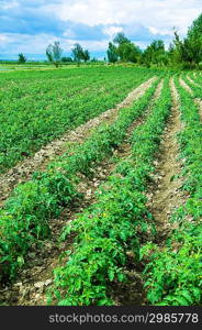 Tomato field on bright summer day