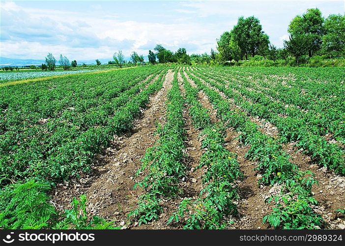 Tomato field on bright summer day