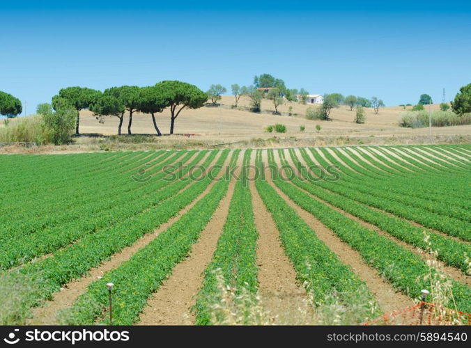 Tomato field on bright summer day